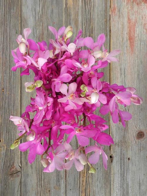 CALYPSO MOKARA HOT PINK ORCHIDS